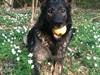 Schæferhund Xilli Von Der Siegertshöhe (Xilli)