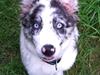 Border collie Alasdair aka Diesel From The Stone Of Scone