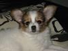 Papillon Egon