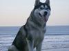 Siberian husky Sif <3