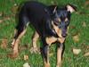 Dvaergpinscher Vaks 