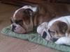 Engelsk bulldog Amigo