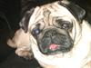 Mops Bodil [ Himmelhund]