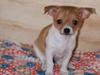 Chihuahua Ulla [Tidl. hund]