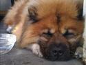 Chow chow Lucky
