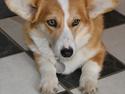 Welsh corgi pembroke jackie
