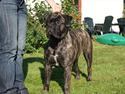 Bullmastiff Bullberry Imogen, aka Cookie.