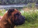 Shar pei Donna