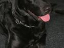 Labrador retriever malou