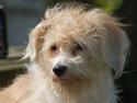 Coton de tulear Rosa