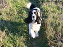 Engelsk springer spaniel Chemy (R.I.P)