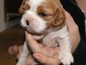 Cavalier king charles spaniel Marskens Nova