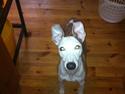Whippet Snif