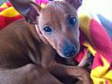 Dvaergpinscher Emma