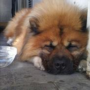 Chow chow Lucky