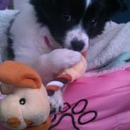 Papillon Soffi - solgt /;