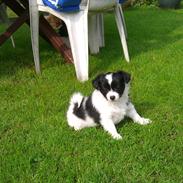 Papillon Soffi - solgt /;