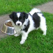 Papillon Soffi - solgt /;