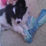 Papillon Soffi - solgt /;