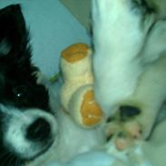 Papillon Soffi - solgt /;