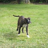 Boxer Bosco 