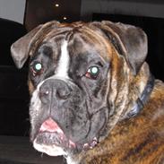 Boxer Bosco 