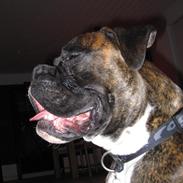 Boxer Bosco 