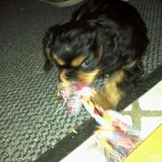 Cavalier king charles spaniel agerbøls Pongo
