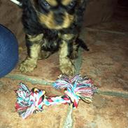 Cavalier king charles spaniel agerbøls Pongo