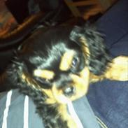 Cavalier king charles spaniel agerbøls Pongo