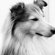 Shetland sheepdog Felix