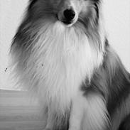 Shetland sheepdog Felix