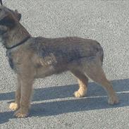 Border terrier Dalshøj´s Ellis ( Bell ) kaaret til herning som Da