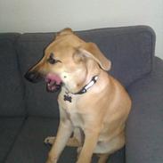 Blanding af racer Kenzo