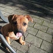 Staffordshire bull terrier Nemo