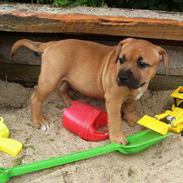 Staffordshire bull terrier Nemo