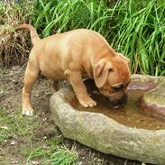 Staffordshire bull terrier Nemo