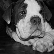Olde english bulldogge RainbowBulls Manfred