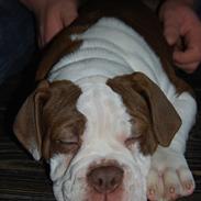Olde english bulldogge RainbowBulls Manfred