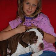 Olde english bulldogge RainbowBulls Manfred