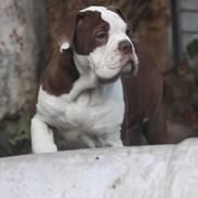Olde english bulldogge RainbowBulls Manfred