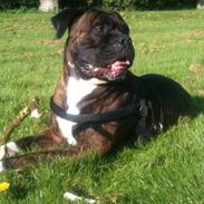 Bullmastiff Tyson - udlånes gerne til avl