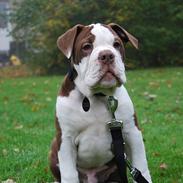 Olde english bulldogge RainbowBulls Manfred