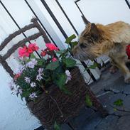 Cairn terrier Ronja <'3