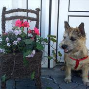 Cairn terrier Ronja <'3