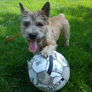 Cairn terrier Ronja <'3
