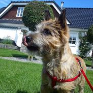 Cairn terrier Ronja <'3