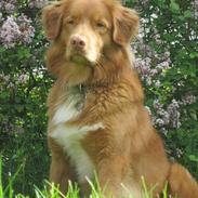 Nova scotia duck tolling retriever Simba