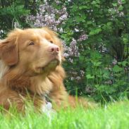 Nova scotia duck tolling retriever Simba