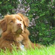 Nova scotia duck tolling retriever Simba